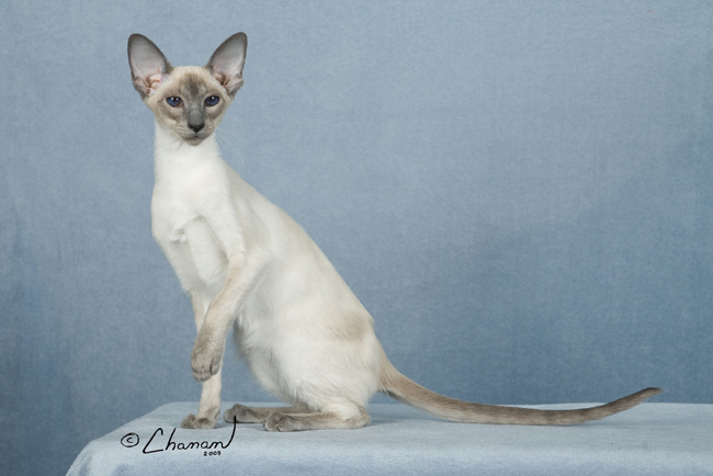 siamese kittens available; siamese kitten